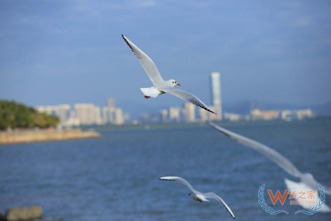 2019上半年中國與新西蘭進出口額為93.5億美元——貨之家